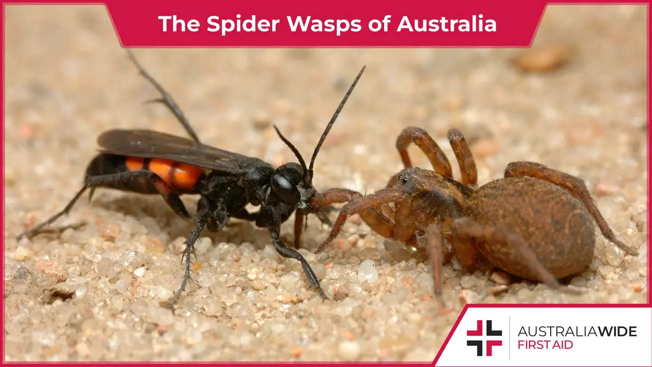 A black and orange Spider wasp attacking a brown spider